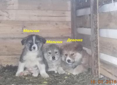 Отдам щенка в добрые руки Беспородная - Россия, Санкт-Петербург