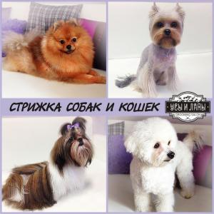 Стрижка собак Стрижка собак и кошек в салоне