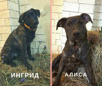 Отдам щенка в добрые руки Метис - Россия, Москва