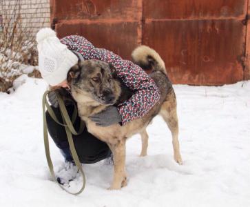 Отдам щенка в добрые руки Метис - Россия, Московская область, Королев 