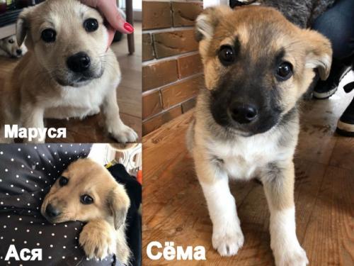 Отдам щенка в добрые руки Беспородная - Россия, Москва