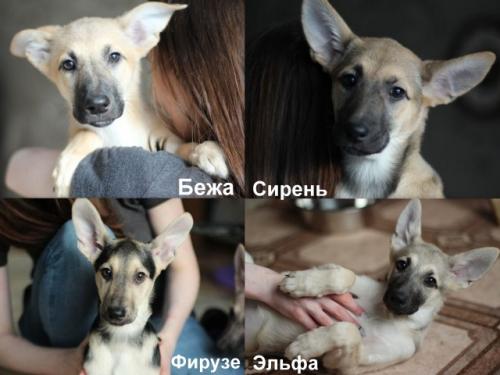 Отдам щенка в добрые руки Беспородная - Россия, Москва