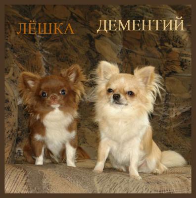 Ищу суку для вязки Чихуахуа - Россия, Москва. Цена 5000 рублей