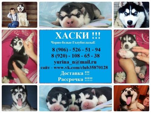 Продам щенка Хаски - Россия, Рыбинск