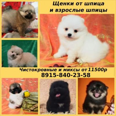 Продам щенка Хаски - Россия, Ярославль. Цена 11500 рублей