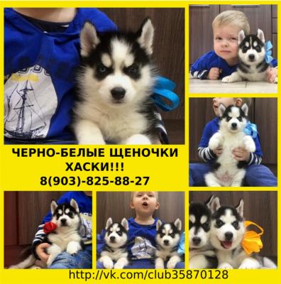 Продам щенка Хаски - Россия, Нижний Новгород