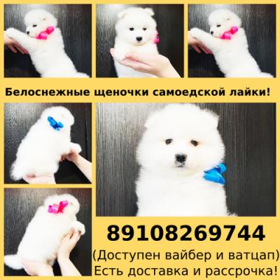 Продам щенка Самоед, самоедская лайка - Россия, Нижний Новгород