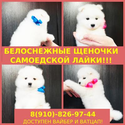 Продам щенка Самоед, самоедская лайка - Россия, Ярославль