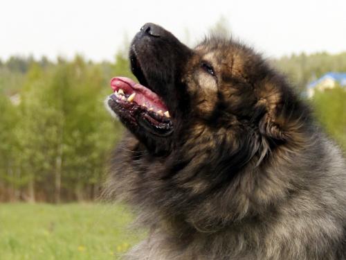 Отдам щенка в добрые руки Кавказская овчарка, Супер породный кобель Кавказской овчарки Дыня в дар - Россия, Москва, Москва. Цена 10 рублей