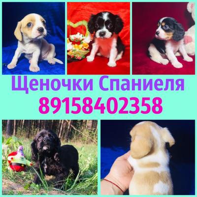 Продам щенка Кавалер кинг чарльз спаниель - Россия, Кинешма