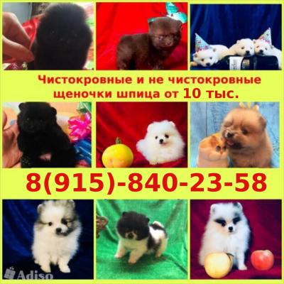 Продам щенка Шпиц - Россия, Кинешма. Цена 10000 рублей