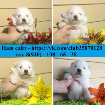 Продам щенка Самоед, самоедская лайка - Россия, Красные Ткачи