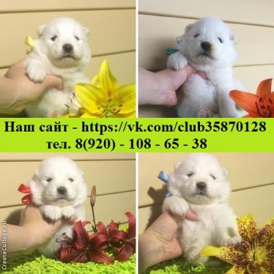 Продам щенка Самоед, самоедская лайка - Россия, Плесецк