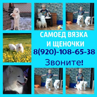 Продам щенка Самоед, самоедская лайка - Россия, Ярославль