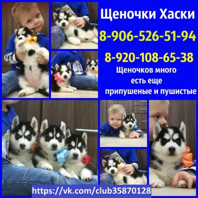 Продам щенка Хаски - Россия, Брянск