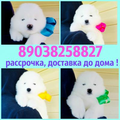 Продам щенка Самоед, самоедская лайка - Россия, Москва