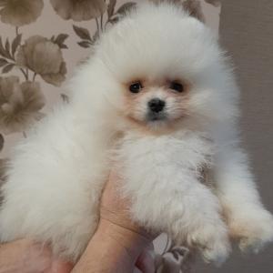 Продам щенка Померанский шпиц, карликовый - Беларусь, Гомель