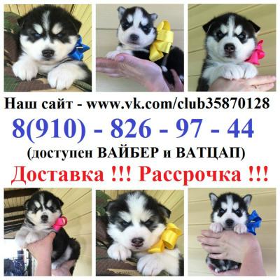 Продам щенка Хаски - Россия, Ступино