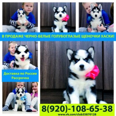 Продам щенка Хаски - Россия, Сызрань