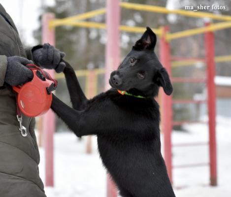 Отдам щенка в добрые руки Лабрадор - Россия, Москва