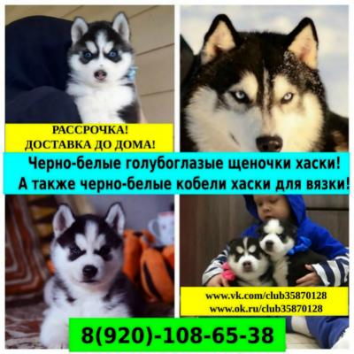Продам щенка Хаски - Россия, Ступино