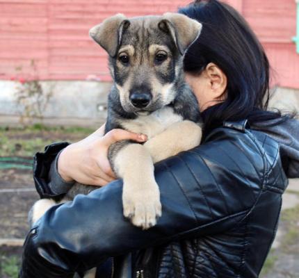 Отдам щенка в добрые руки Метис, Малыш Никос – 3 мес щенок в добрые руки - Россия, Москва
