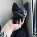 Отдам котят в добрые руки Россия, Москва Беспородная