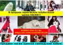 Продам щенка Россия, Красные Ткачи Хаски