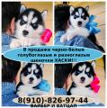 Продам щенка Россия, Петрозаводск Хаски