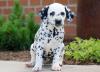 Продам щенка Hungary, NyГregyhГЎza Dalmatian