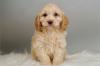 Продам щенка Ireland, Dublin Other breed, Cockapoo Puppies