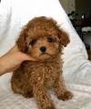 Продам щенка Greece, Athens , maltipoo
