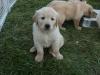 Продам щенка Malta, Valletta Golden Retriever