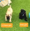 Продам щенка France, Metz , Cane corso