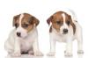 Питомник собак Jack Russell Terrier Puppies Available