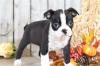 Питомник собак Boston Terrier Puppies Available