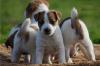 Питомник собак Jack Russell Terrier Puppies Available
